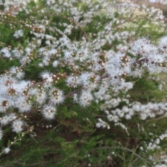 Kunzea ericoides (Burgan) at Wanniassa Hill - 20 Dec 2022 by MatthewFrawley