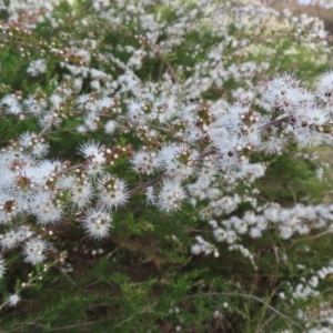 Kunzea ericoides at Jerrabomberra, ACT - 20 Dec 2022 06:31 PM