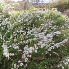 Kunzea ericoides at Jerrabomberra, ACT - 20 Dec 2022 06:31 PM