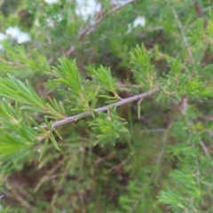 Kunzea ericoides at Jerrabomberra, ACT - 20 Dec 2022 06:31 PM