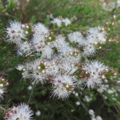 Kunzea ericoides at Jerrabomberra, ACT - 20 Dec 2022 06:31 PM