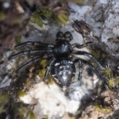 Euryopis splendens (Splendid tick spider) at Kosciuszko National Park, NSW - 20 Dec 2022 by patrickcox