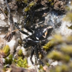 Euryopis splendens at Kosciuszko National Park, NSW - 20 Dec 2022 12:00 PM