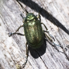 Diphucephala elegans (Green scarab beetle) at Kosciuszko National Park, NSW - 19 Dec 2022 by patrickcox