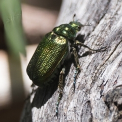 Diphucephala elegans at Kosciuszko National Park, NSW - 19 Dec 2022 11:00 AM