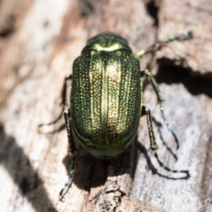 Diphucephala elegans at Kosciuszko National Park, NSW - 19 Dec 2022