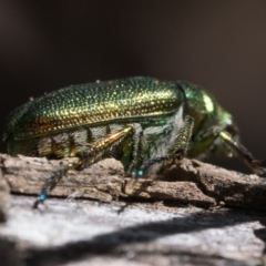 Diphucephala elegans at Kosciuszko National Park, NSW - 19 Dec 2022