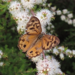 Heteronympha merope (Common Brown Butterfly) at Wanniassa Hill - 20 Dec 2022 by MatthewFrawley
