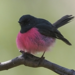 Petroica rodinogaster (Pink Robin) at Kosciuszko National Park - 18 Dec 2022 by patrickcox