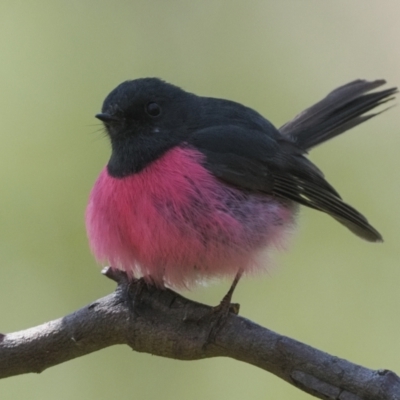 Petroica rodinogaster (Pink Robin) at Kosciuszko National Park, NSW - 18 Dec 2022 by patrickcox