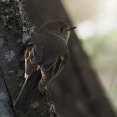 Petroica rodinogaster at Kosciuszko National Park, NSW - 19 Dec 2022 10:00 AM