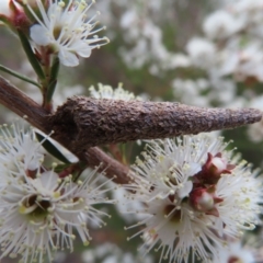 Conoeca or Lepidoscia (genera) IMMATURE (Unidentified Cone Case Moth larva, pupa, or case) at Jerrabomberra, ACT - 20 Dec 2022 by MatthewFrawley