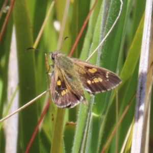 Hesperilla donnysa at Paddys River, ACT - 20 Dec 2022