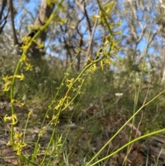 Stackhousia nuda (Wiry Stackhousia) at High Range - 18 Dec 2022 by GlossyGal