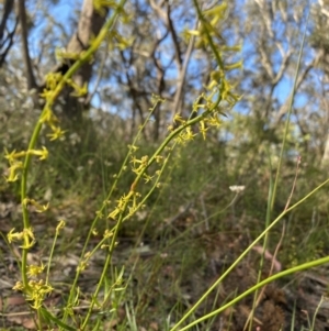 Stackhousia nuda at High Range, NSW - 18 Dec 2022 05:26 PM