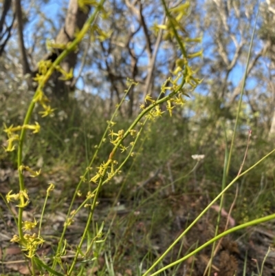 Stackhousia nuda (Wiry Stackhousia) at Wingecarribee Local Government Area - 18 Dec 2022 by GlossyGal