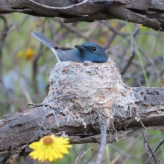 Myiagra rubecula (Leaden Flycatcher) at Wanniassa Hill - 20 Dec 2022 by MatthewFrawley