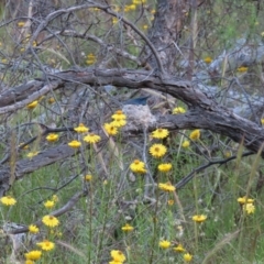 Myiagra rubecula at Jerrabomberra, ACT - 20 Dec 2022