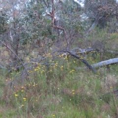 Myiagra rubecula at suppressed - 20 Dec 2022