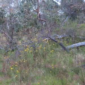 Myiagra rubecula at suppressed - 20 Dec 2022