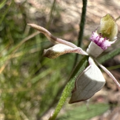 Caladenia moschata (Musky Caps) at Tennent, ACT - 20 Dec 2022 by Pirom