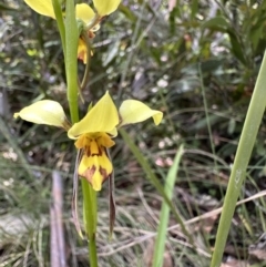 Diuris sulphurea (Tiger Orchid) at Cotter River, ACT - 19 Dec 2022 by Pirom