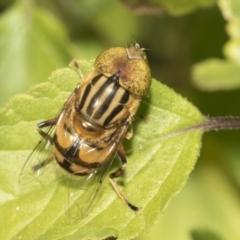 Eristalinus punctulatus (Golden Native Drone Fly) at Higgins, ACT - 16 Dec 2022 by AlisonMilton