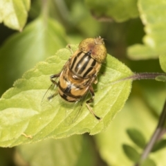 Eristalinus punctulatus at Higgins, ACT - 16 Dec 2022