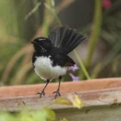 Rhipidura leucophrys (Willie Wagtail) at Higgins, ACT - 17 Dec 2022 by AlisonMilton