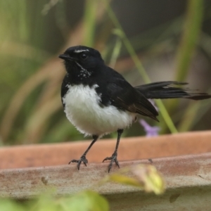 Rhipidura leucophrys at Higgins, ACT - 17 Dec 2022