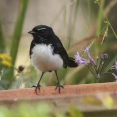 Rhipidura leucophrys at Higgins, ACT - 17 Dec 2022