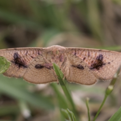 Epicyme rubropunctaria (Red-spotted Delicate) at Hawker, ACT - 27 Nov 2022 by AlisonMilton