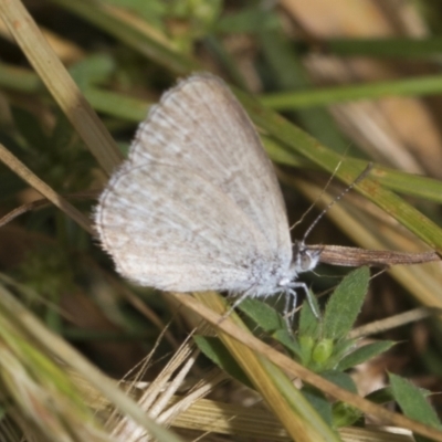 Zizina otis (Common Grass-Blue) at Higgins, ACT - 27 Nov 2022 by AlisonMilton