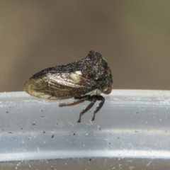 Pogonella minutus (Tiny two-spined treehopper) at Higgins, ACT - 14 Dec 2022 by AlisonMilton