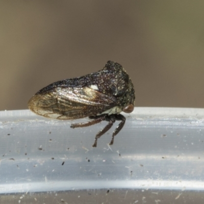 Pogonella minutus (Tiny two-spined treehopper) at Higgins, ACT - 13 Dec 2022 by AlisonMilton