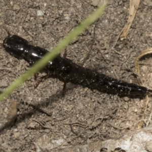 Staphylinidae (family) at Higgins, ACT - 14 Dec 2022