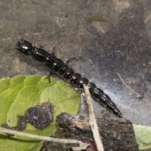 Staphylinidae (family) at Higgins, ACT - 14 Dec 2022 11:00 AM