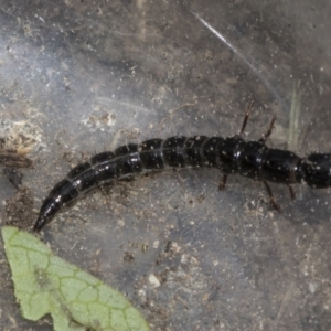 Staphylinidae (family) at Higgins, ACT - 14 Dec 2022 11:00 AM