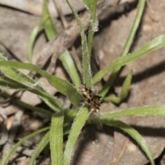 Luzula meridionalis (Common Woodrush) at Bruce Ridge to Gossan Hill - 13 Sep 2022 by AlisonMilton