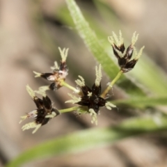 Luzula meridionalis at Bruce, ACT - 13 Sep 2022 01:53 PM