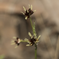 Luzula meridionalis at Bruce, ACT - 13 Sep 2022 01:53 PM