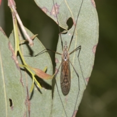 Tipulidae sp. (family) (Unidentified Crane Fly) at Higgins, ACT - 14 Dec 2022 by AlisonMilton