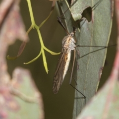 Tipulidae sp. (family) at Higgins, ACT - 15 Dec 2022