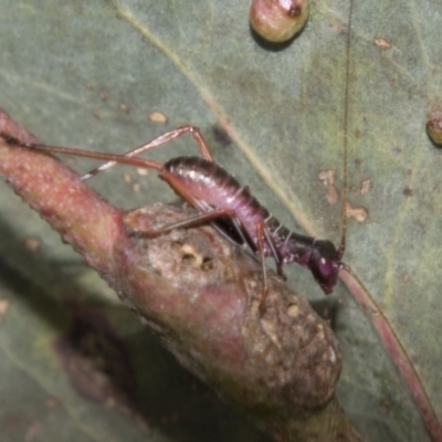 Torbia viridissima (Gum Leaf Katydid) at Higgins, ACT - 14 Dec 2022 by AlisonMilton