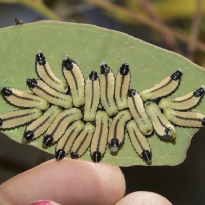 Paropsisterna cloelia (Eucalyptus variegated beetle) at Higgins, ACT - 15 Dec 2022 by AlisonMilton