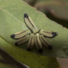 Paropsisterna cloelia at Higgins, ACT - 15 Dec 2022