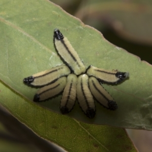 Paropsisterna cloelia at Higgins, ACT - 15 Dec 2022 10:20 AM