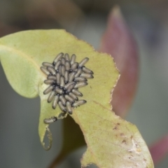 Paropsisterna cloelia at Higgins, ACT - 15 Dec 2022