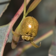 Paropsisterna cloelia (Eucalyptus variegated beetle) at Higgins, ACT - 15 Dec 2022 by AlisonMilton