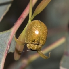 Paropsisterna cloelia (Eucalyptus variegated beetle) at Higgins, ACT - 14 Dec 2022 by AlisonMilton